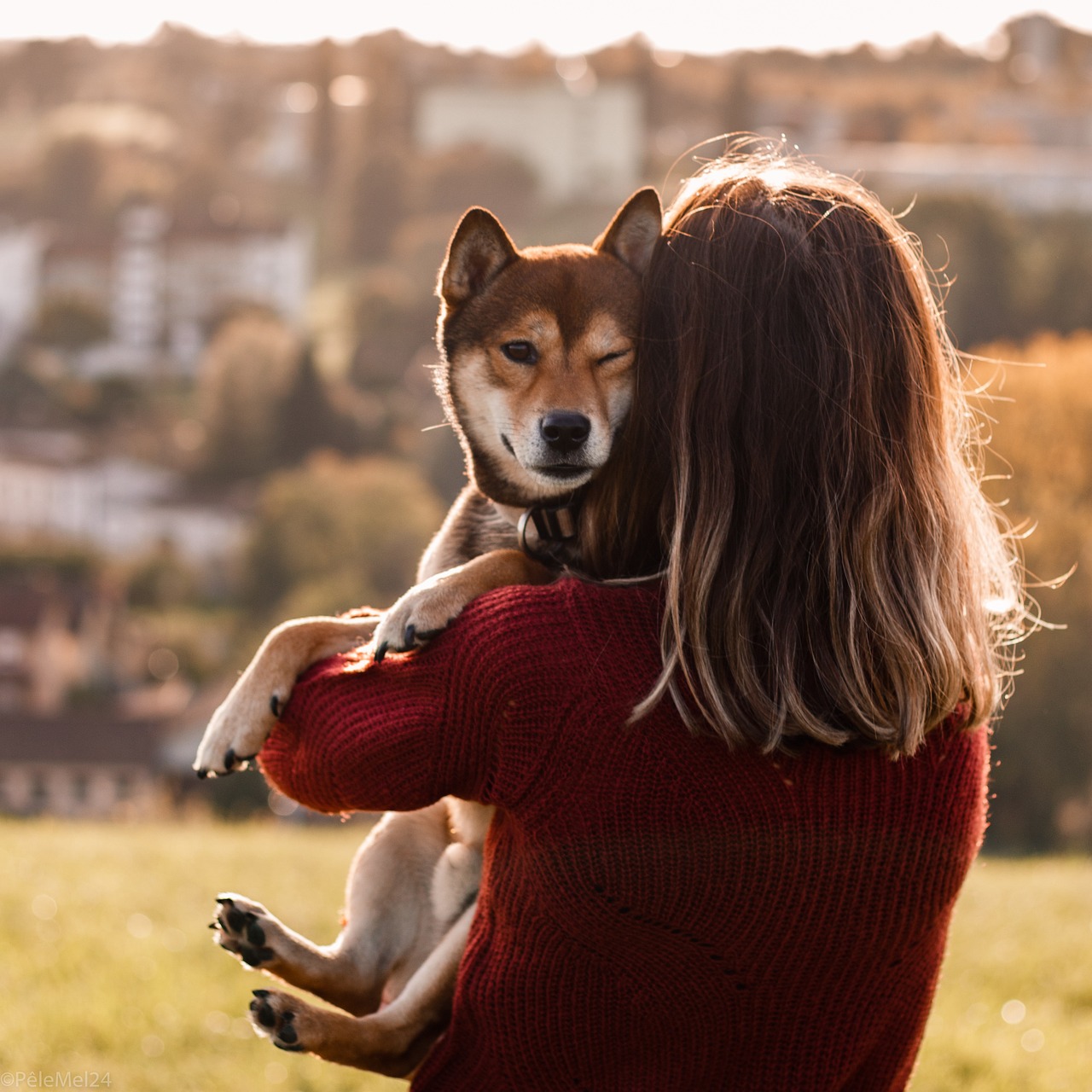 The Playful Spirit of Shiba Inu